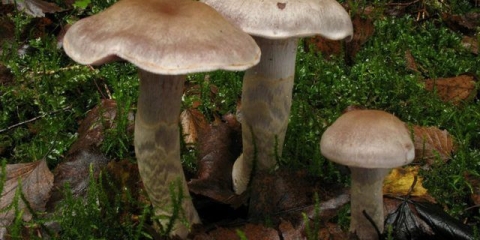 Paučina anomalna (neobična paučina): fotografija i opis